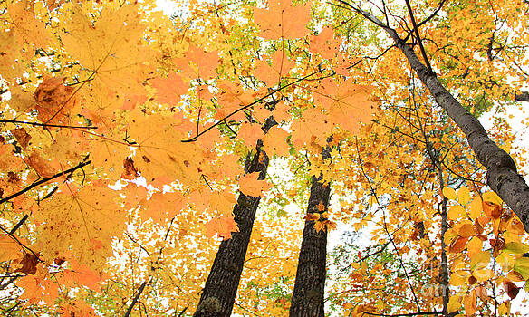 Michael Mooney - Autumn Days Michael Mooney - Autumn Days