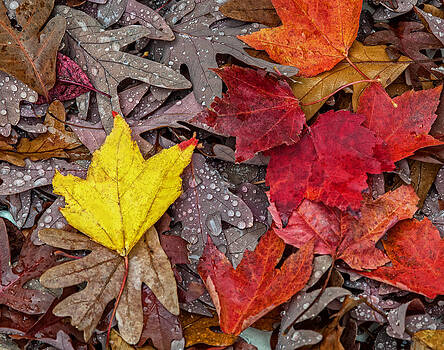 Lara Ellis - Autumn Has Fallen Lara Ellis - Autumn Has Fallen