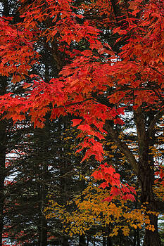 Gary Hall - Autumn In Algonquin 3 Gary Hall - Autumn In Algonquin 3
