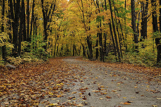 Gary Hall - Autumn in Algonquin Gary Hall - Autumn in Algonquin