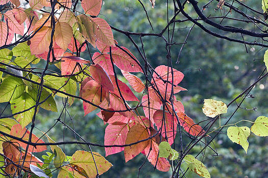 Vernis Maxwell - Autumn Twilight Leaves Vernis Maxwell - Autumn Twilight Leaves