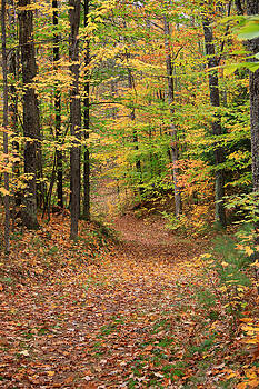 Michael Mooney - Autumn Woods 3 Michael Mooney - Autumn Woods 3