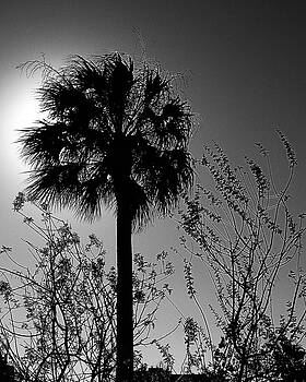 Connie Fox - Backlit Palm and Grasses Connie Fox - Backlit Palm and Grasses