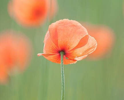 Lara Ellis - Backlit Poppies Lara Ellis - Backlit Poppies