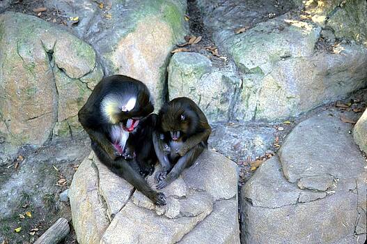 Harold E McCray - Balboa Park - San Diego Zoo Harold E McCray - Balboa Park - San Diego Zoo