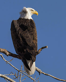 Rob Graham - Bald Eagle 1 Rob Graham - Bald Eagle 1