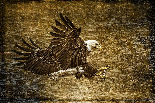 Wes and Dotty Weber - Bald Eagle Capture Wes and Dotty Weber - Bald Eagle Capture