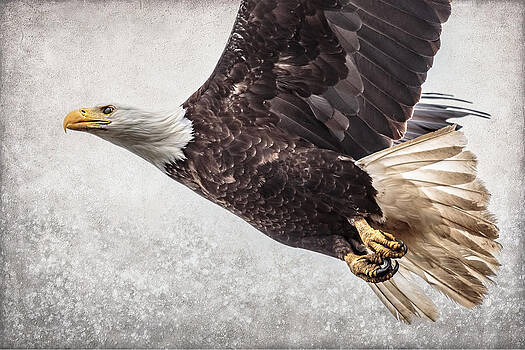 Wes and Dotty Weber - Bald Eagle Fly By Wes and Dotty Weber - Bald Eagle Fly By