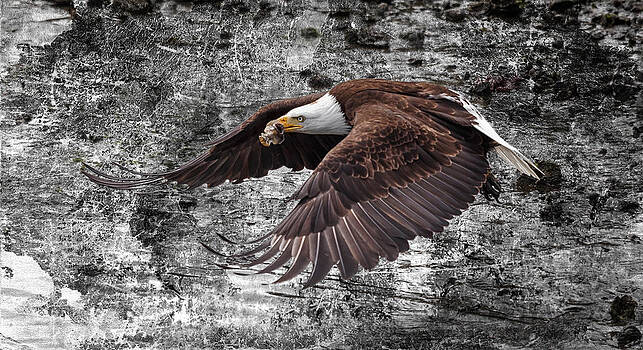 Wes and Dotty Weber - Bald Eagle In Flight Wes and Dotty Weber - Bald Eagle In Flight
