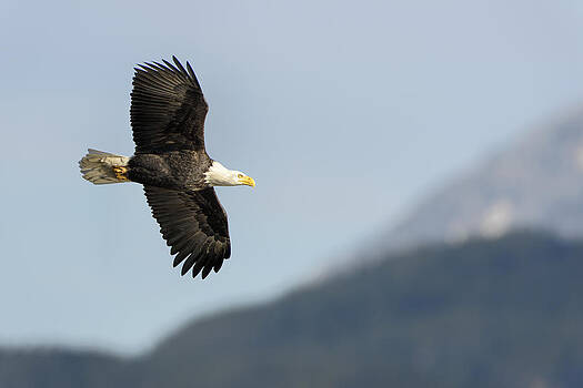 Paul W Sharpe Aka Wizard of Wonders - Bald Eagle in Flight- Haliaeetus leucocephalus Paul W Sharpe Aka Wizard of Wonders - Bald Eagle in Flight- Haliaeetus leucocephalus