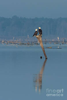 Paul Rebmann - Bald Eagle Pair Paul Rebmann - Bald Eagle Pair