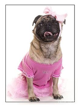 Edward Fielding - Ballerina Pug Dog Edward Fielding - Ballerina Pug Dog