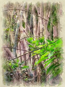 Yury Malkov - Bamboo forest at Lamma island Hong Kong Yury Malkov - Bamboo forest at Lamma island Hong Kong
