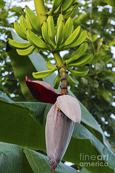 Bob Phillips - Banana Bloom Bob Phillips - Banana Bloom
