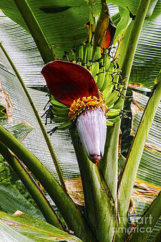Bob Phillips - Banana Blossom Bob Phillips - Banana Blossom