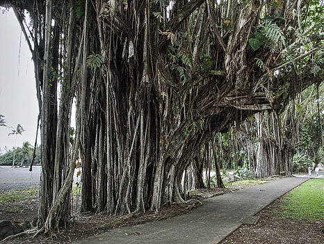 Daniel Hagerman - BANYAN TREE WALK in HILO HAWAII Daniel Hagerman - BANYAN TREE WALK in HILO HAWAII