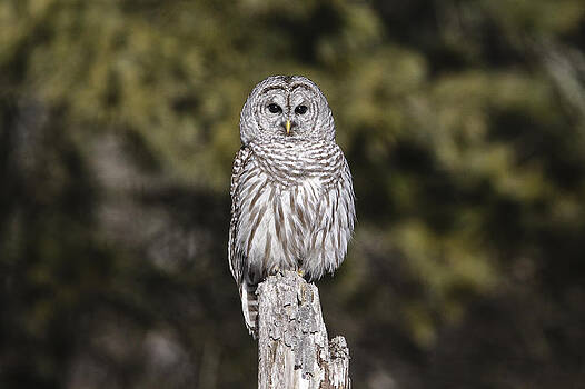 Gary Hall - Barred Owl 2 Gary Hall - Barred Owl 2