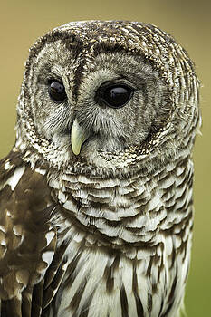 Janet Fikar - Barred Owl Janet Fikar - Barred Owl