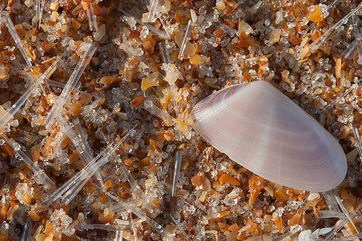 Paul Rebmann - Beach Needles and Coquina Paul Rebmann - Beach Needles and Coquina