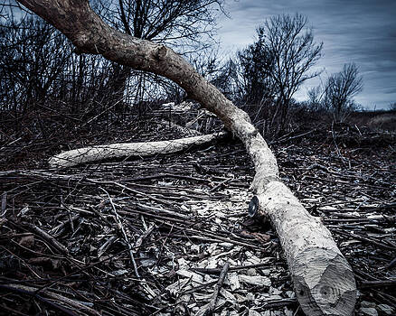 Chris Bordeleau - Beaver fallen tree in the forest Chris Bordeleau - Beaver fallen tree in the forest