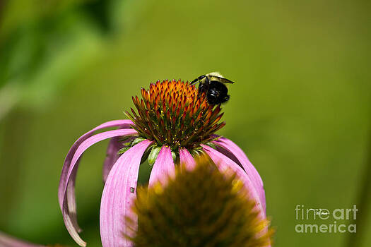 Ms Judi - Bee and Echinacea Flower Ms Judi - Bee and Echinacea Flower