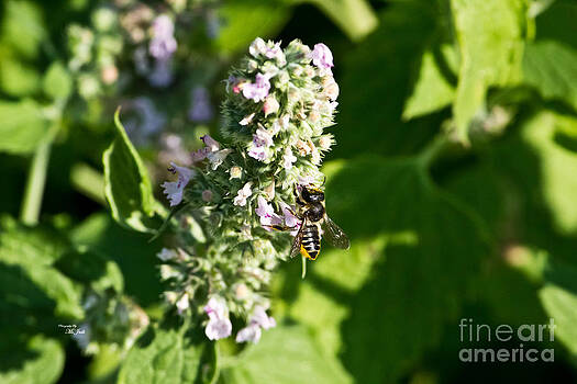 Ms Judi - Bee Has Landed Ms Judi - Bee Has Landed