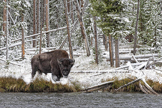 Paul W Sharpe Aka Wizard of Wonders - Bison Feeding by the River Paul W Sharpe Aka Wizard of Wonders - Bison Feeding by the River