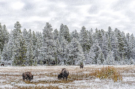 Paul W Sharpe Aka Wizard of Wonders - Bison Feeding in the Snow Paul W Sharpe Aka Wizard of Wonders - Bison Feeding in the Snow
