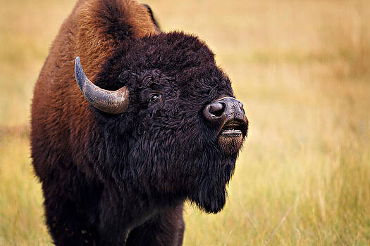 Deborah Johnson - Bison In Rut Deborah Johnson - Bison In Rut