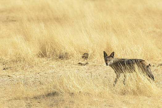 Paul W Sharpe Aka Wizard of Wonders - Black-Backed Jackal - Canis mesomelas Paul W Sharpe Aka Wizard of Wonders - Black-Backed Jackal - Canis mesomelas