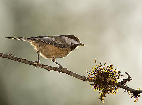 Paul W Sharpe Aka Wizard of Wonders - Black-Capped Chickadee October Paul W Sharpe Aka Wizard of Wonders - Black-Capped Chickadee October