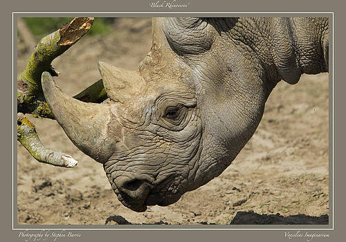 Stephen Barrie - Black Rhino Stephen Barrie - Black Rhino