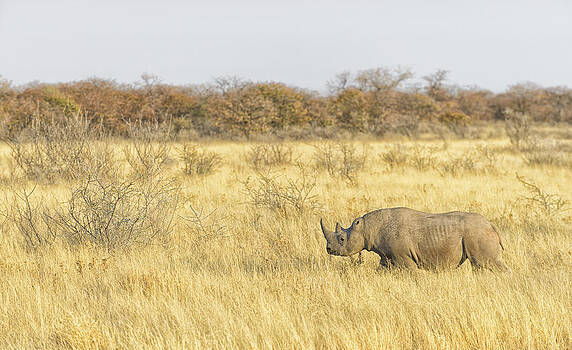 Paul W Sharpe Aka Wizard of Wonders - Black Rhinoceros Walking the Dry Plains Paul W Sharpe Aka Wizard of Wonders - Black Rhinoceros Walking the Dry Plains