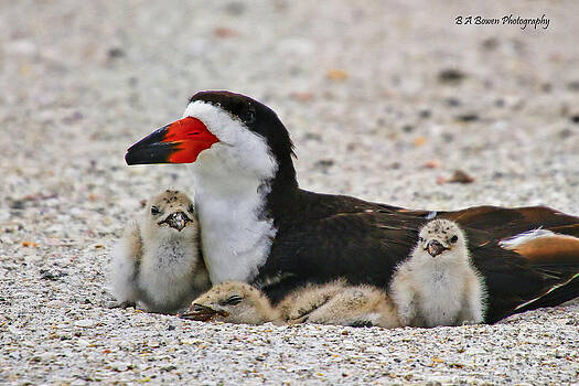 Barbara Bowen - Black Skimmer Family Barbara Bowen - Black Skimmer Family