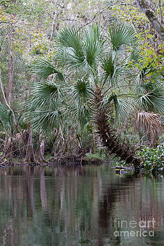 Paul Rebmann - Blackwater Creek Palm Paul Rebmann - Blackwater Creek Palm