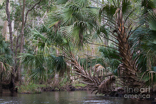 Paul Rebmann - Blackwater Creek Palms Paul Rebmann - Blackwater Creek Palms