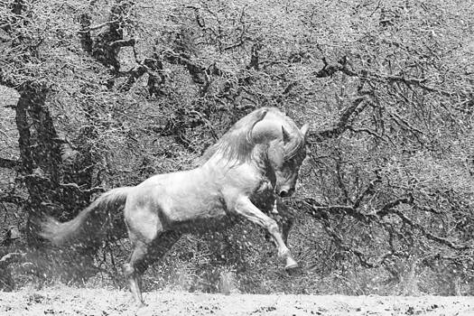 Wes and Dotty Weber - Blizzard Stallion Wes and Dotty Weber - Blizzard Stallion