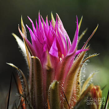 Karen Slagle - Blooming Barrel Cactus Karen Slagle - Blooming Barrel Cactus