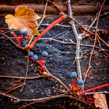 Chris Bordeleau - Blue Autumn Ivy Berries on a Stone Wall Chris Bordeleau - Blue Autumn Ivy Berries on a Stone Wall