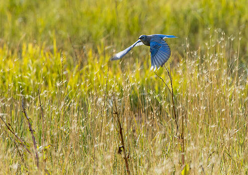 Paul W Sharpe Aka Wizard of Wonders - Blue Bird Flies Paul W Sharpe Aka Wizard of Wonders - Blue Bird Flies