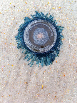 Paul Rebmann - Blue Button Paul Rebmann - Blue Button