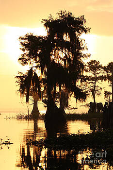 Paul Rebmann - Blue Cypress Yellow Light Paul Rebmann - Blue Cypress Yellow Light
