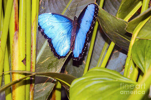 Bob Phillips - Blue Morpho Bob Phillips - Blue Morpho
