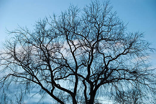Robert VanDerWal - Blue Tree Robert VanDerWal - Blue Tree