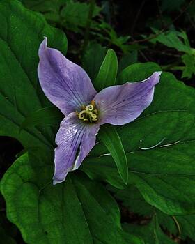 Charles Lucas - Blue Trillium Charles Lucas - Blue Trillium