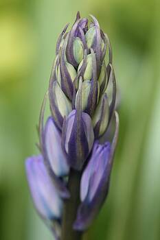 Mark Severn - bluebell buds Mark Severn - bluebell buds