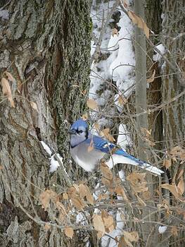 Peggy McDonald - Bluejay and Bark Peggy McDonald - Bluejay and Bark