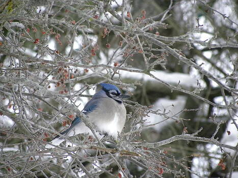 Peggy McDonald - Bluejay in crabtree Peggy McDonald - Bluejay in crabtree
