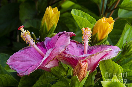 Pravine Chester - Blushing Flowers Pravine Chester - Blushing Flowers
