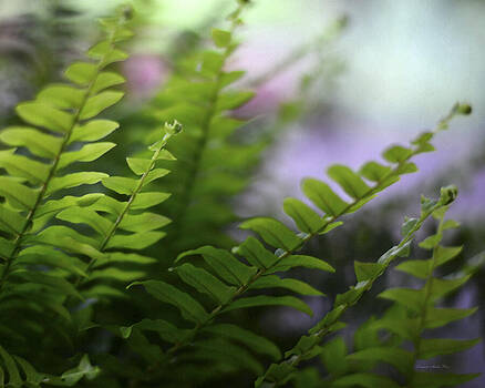Connie Fox - Boston Fern With Bokeh Connie Fox - Boston Fern With Bokeh